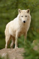 Vlk arkticky - Canis lupus arctos - Arctic Wolf 4315